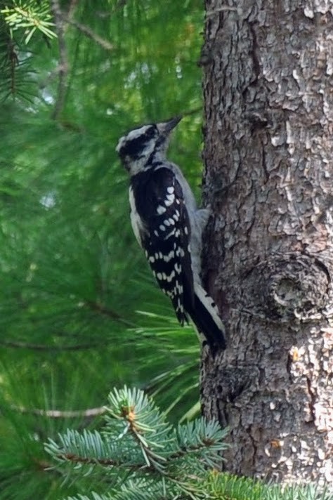 Downy Woodpecker - ML641635569