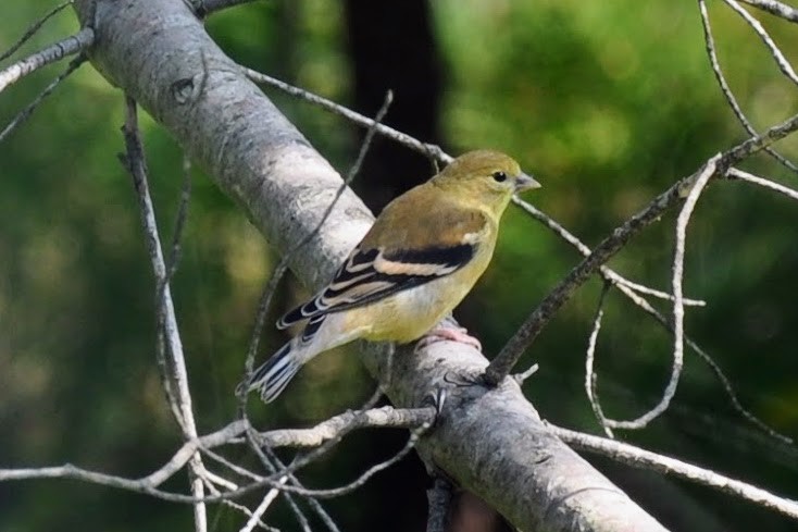 American Goldfinch - ML641635571