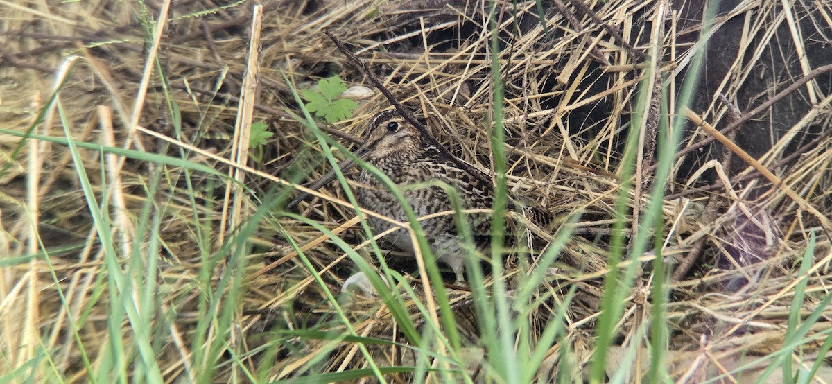 Common Snipe - ML641635584