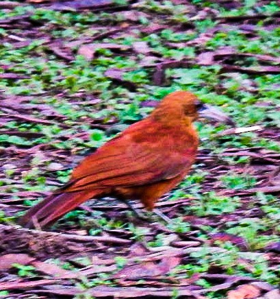 Great Rufous Woodcreeper - ML641635586