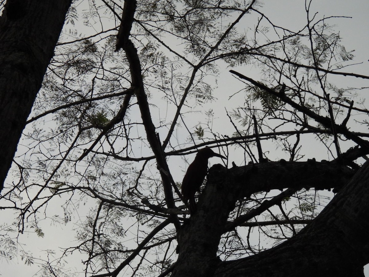 Great Rufous Woodcreeper - ML641635589