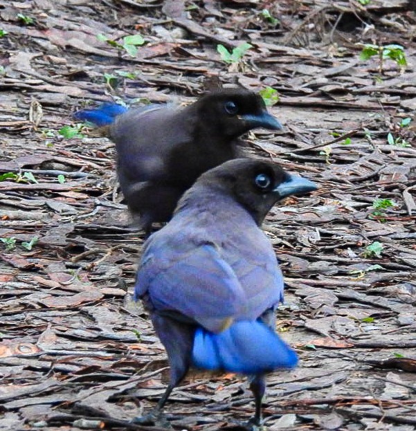 Purplish Jay - ML641635611