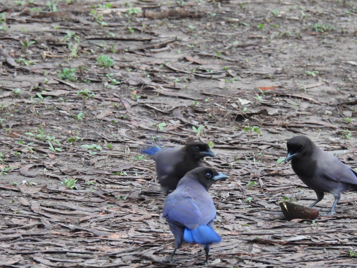 Purplish Jay - ML641635612