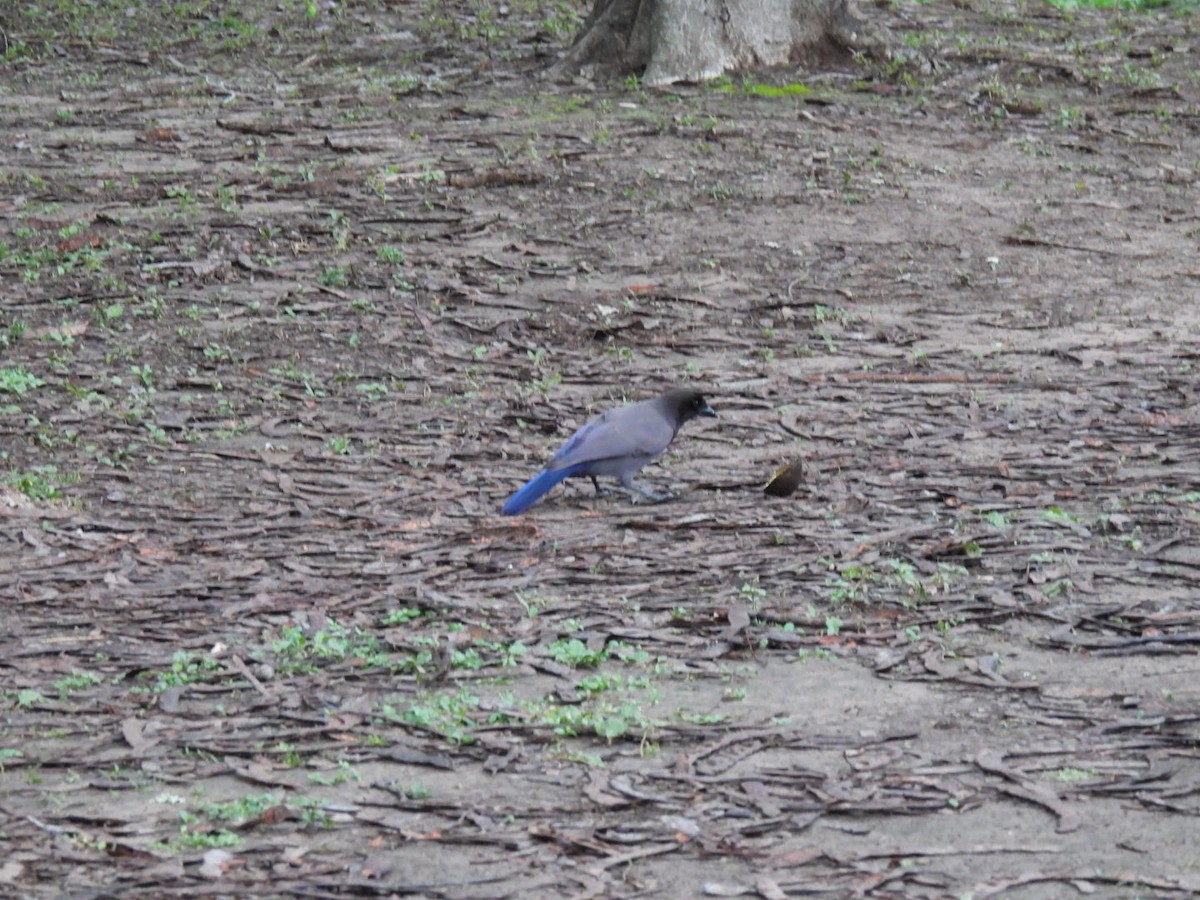 Purplish Jay - ML641635613