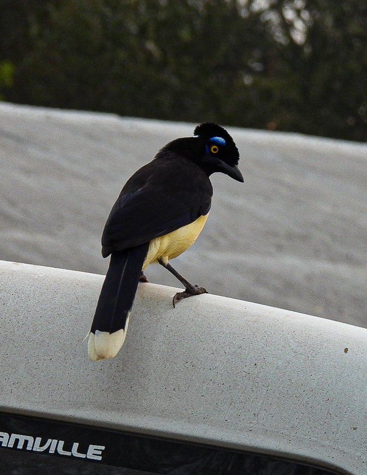 Plush-crested Jay - ML641635650