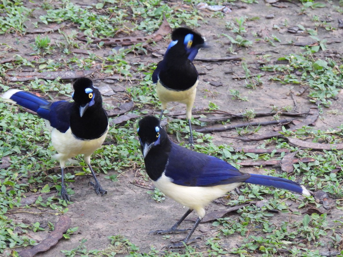 Plush-crested Jay - ML641635652