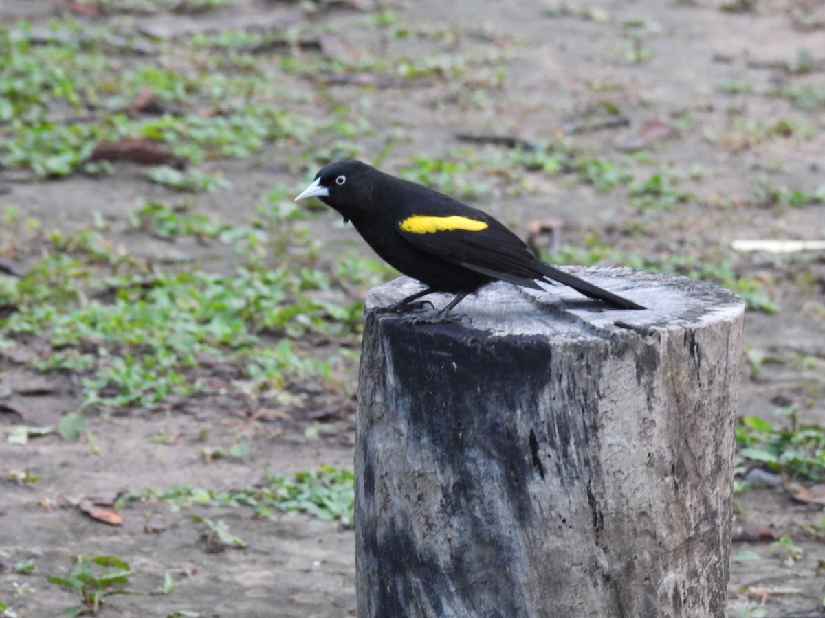 Golden-winged Cacique - ML641635667