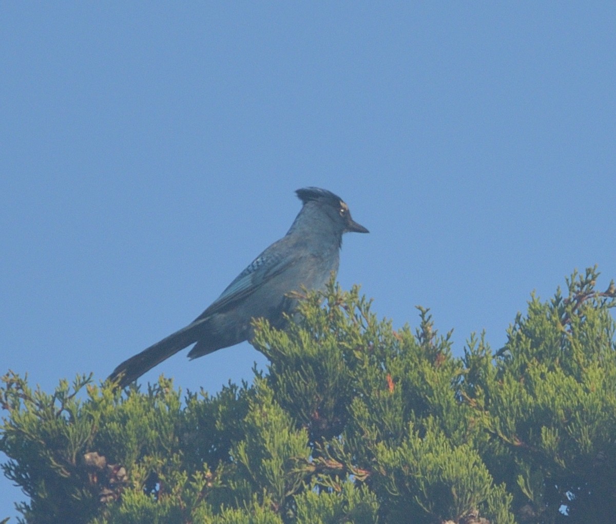 Diademhäher - ML641635669