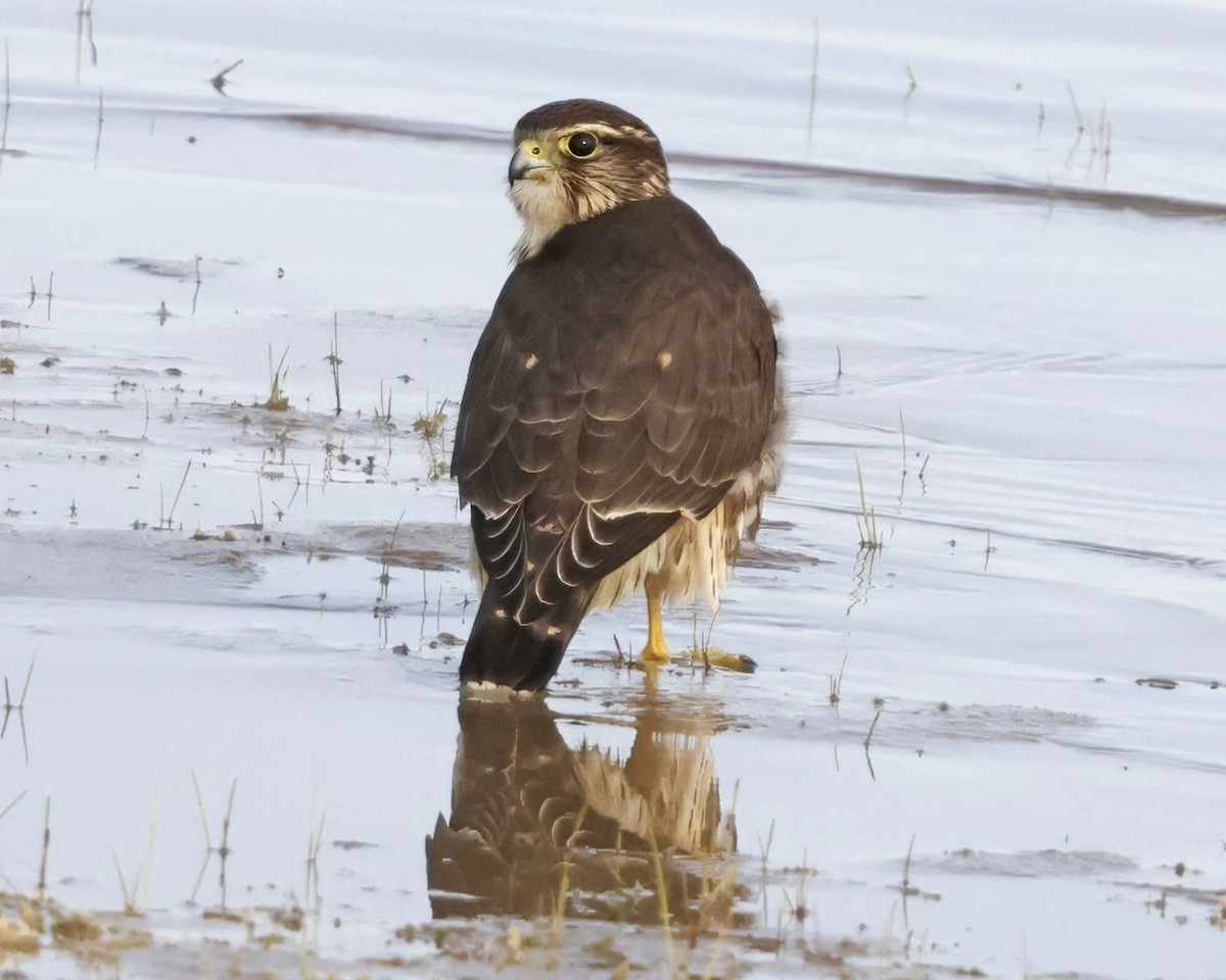 Merlin - ML641635710