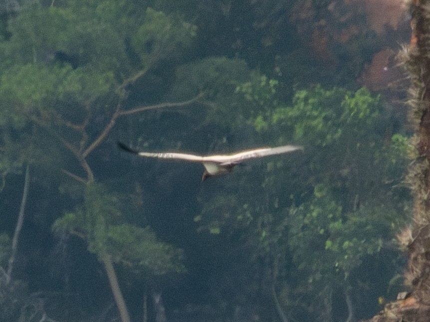 King Vulture - ML641635718