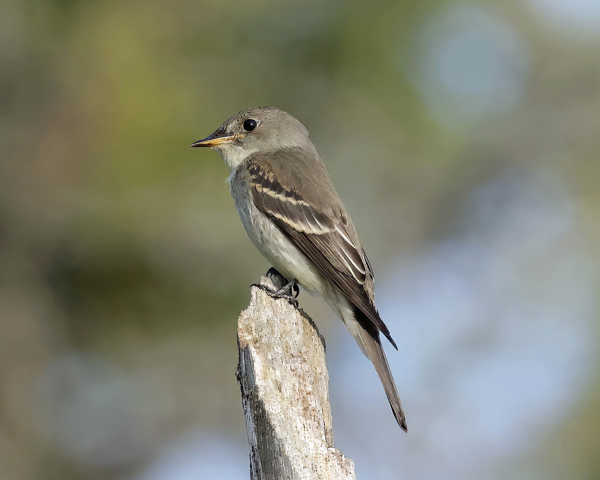 Eastern Wood-Pewee - ML641635720