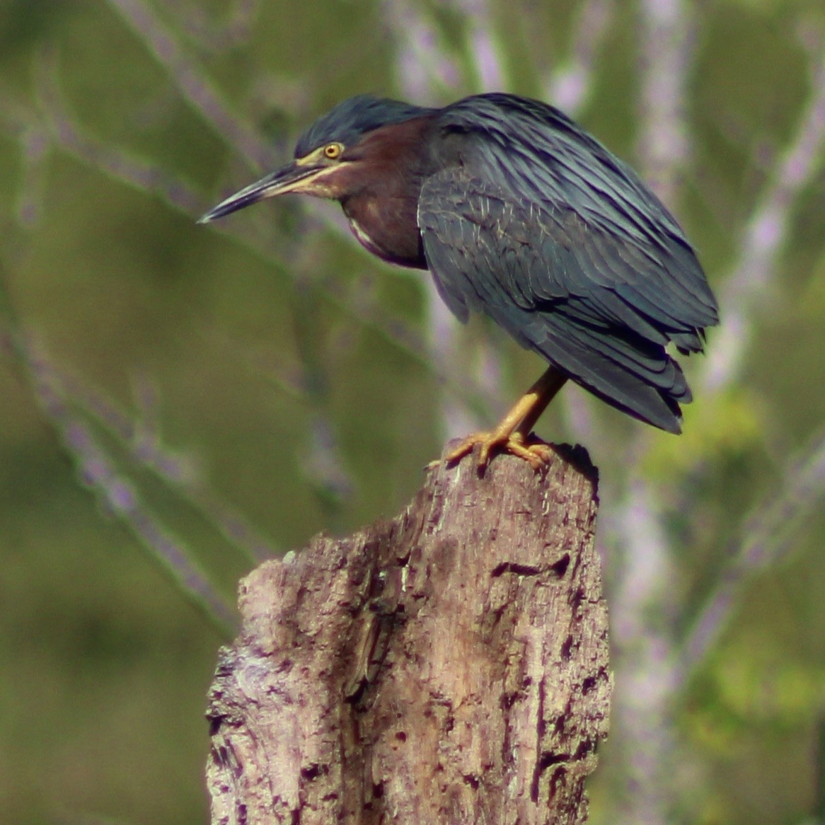 Green Heron - ML641635723