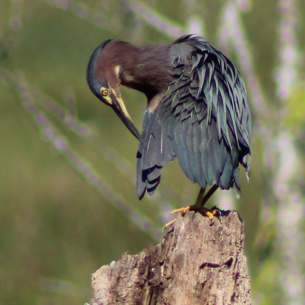 Green Heron - ML641635724