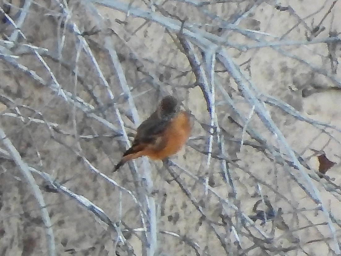 Cliff Flycatcher - ML641635732