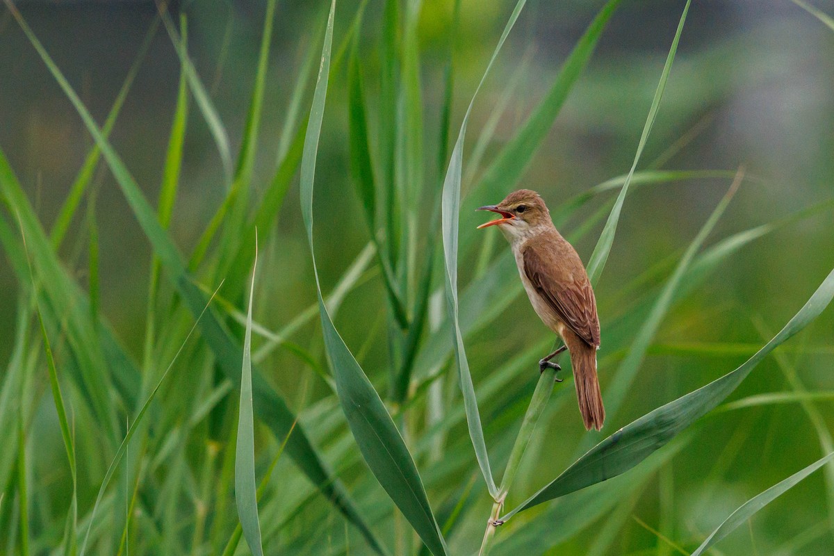 Oriental Reed Warbler - ML641635774