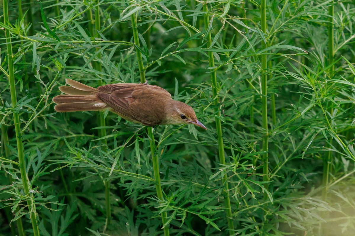 Oriental Reed Warbler - ML641635775