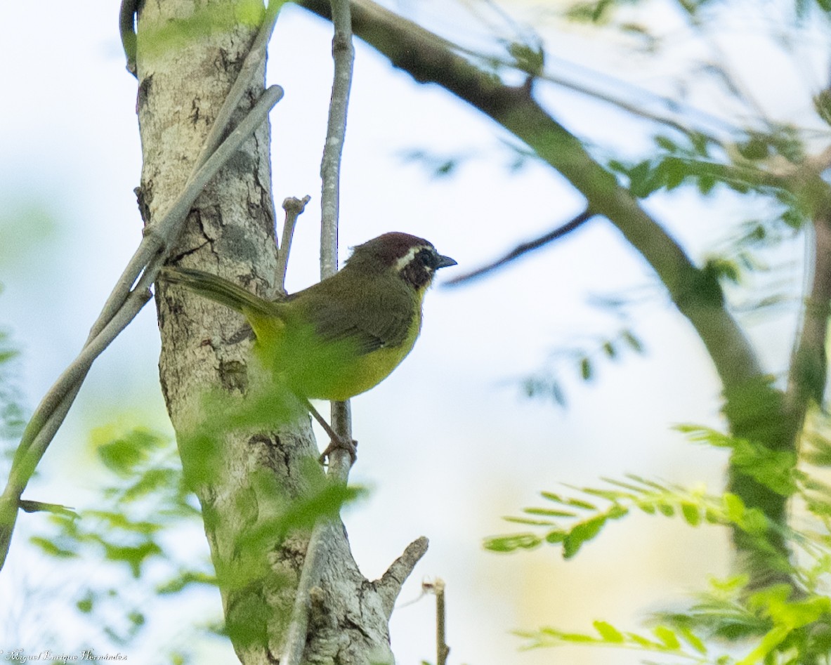 Chestnut-capped Warbler - ML641635788