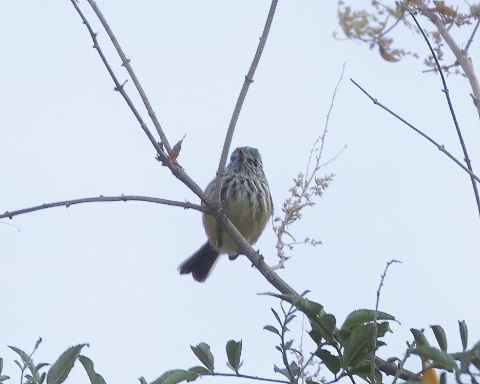Yellow-billed Tit-Tyrant - ML641635808