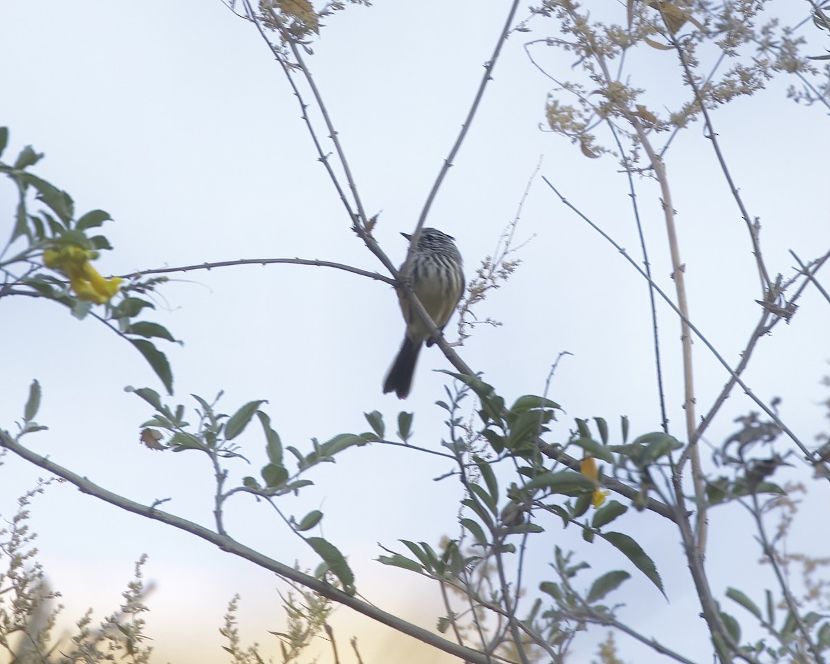 Yellow-billed Tit-Tyrant - ML641635809