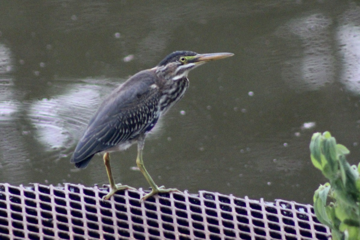 Koartzatxo berdea - ML641635818