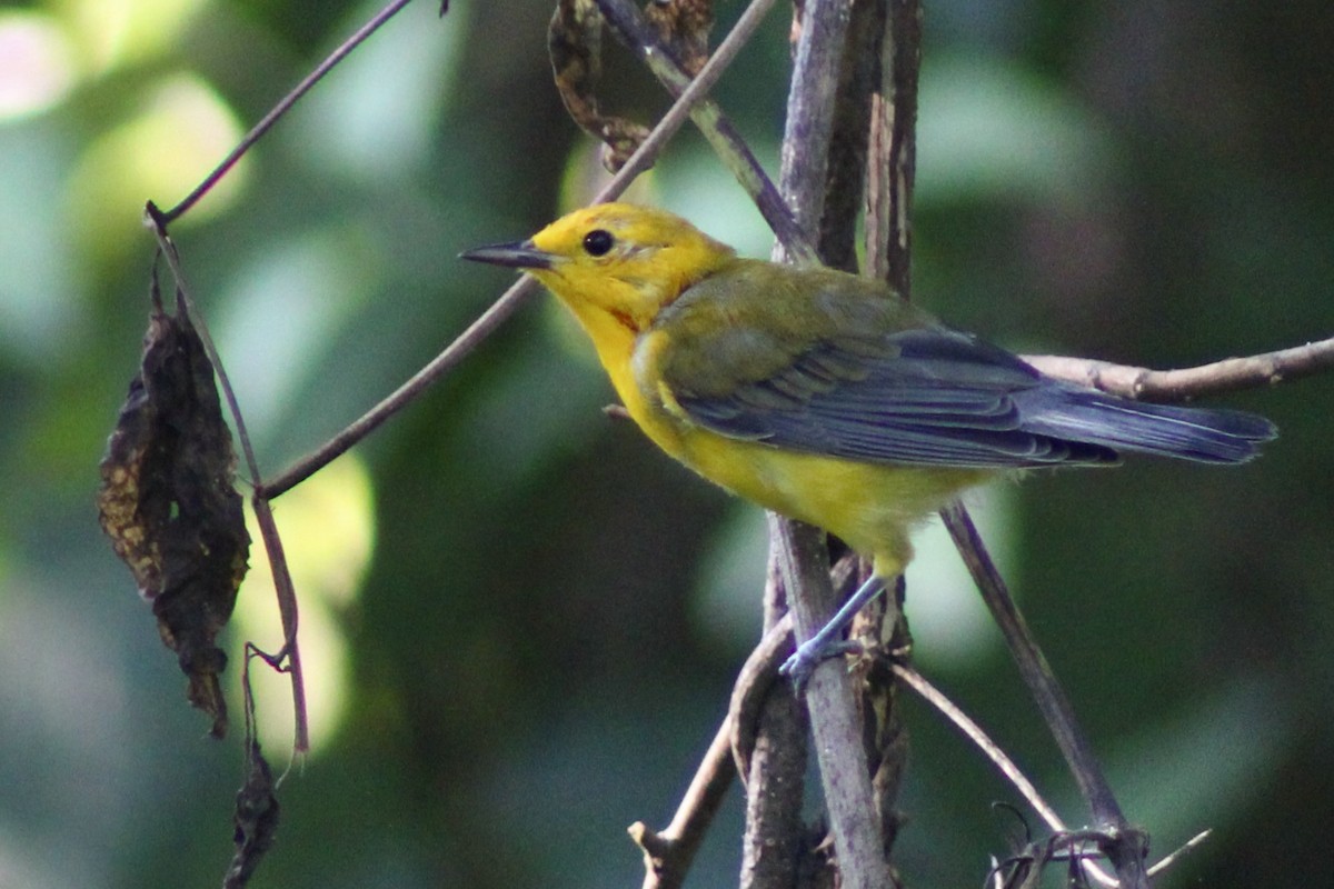 Prothonotary Warbler - ML641635872