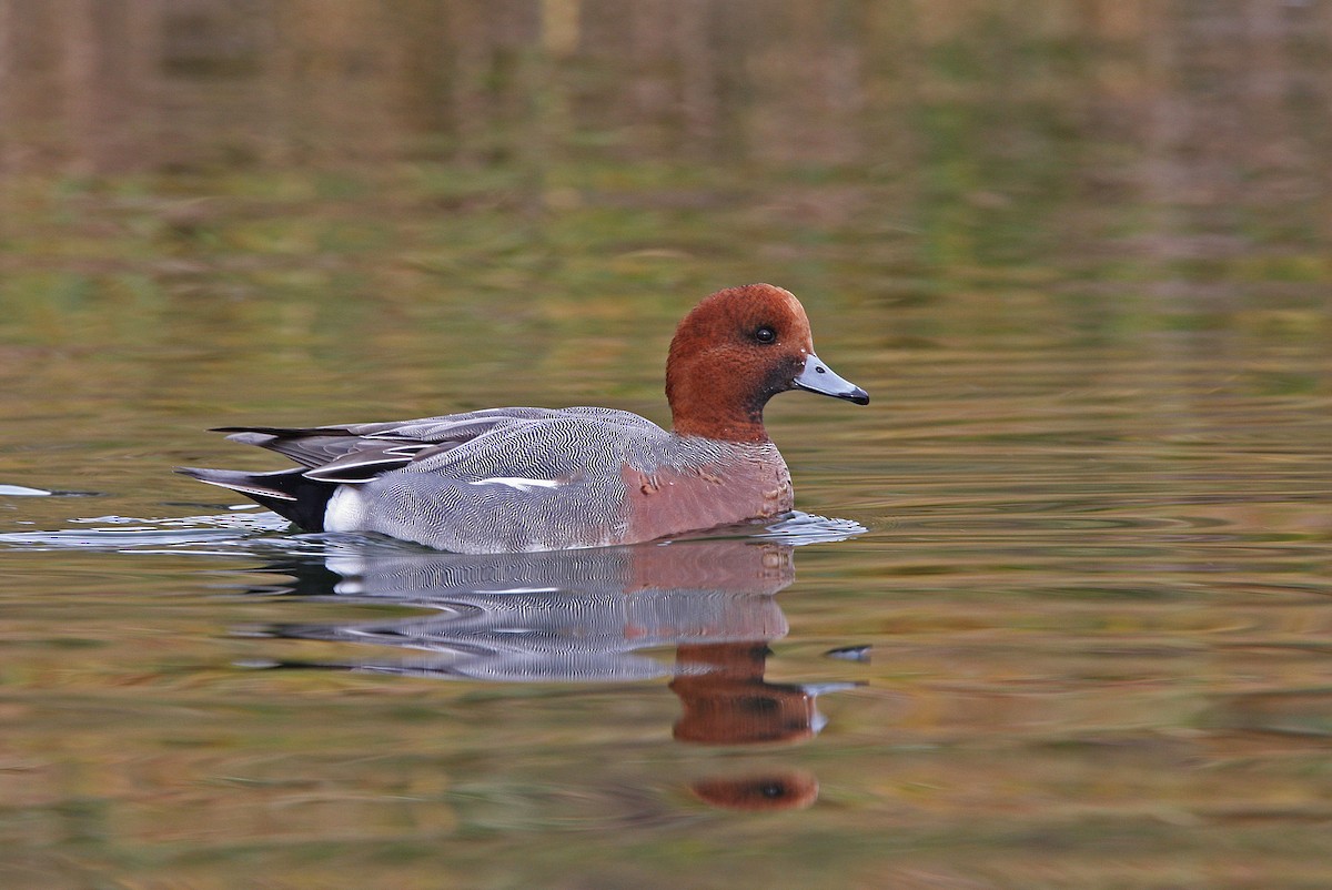 Eurasian Wigeon - ML64163591