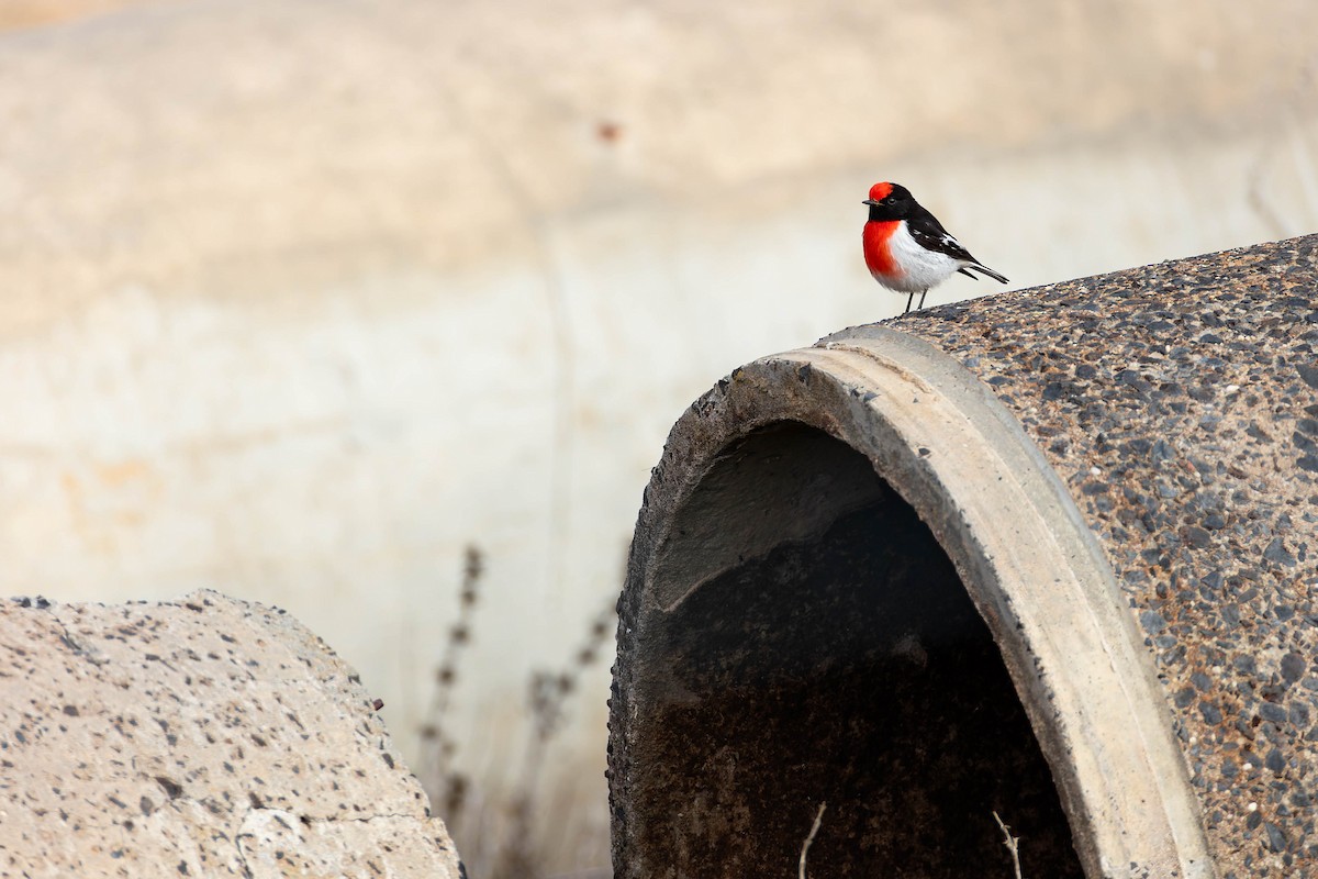 Red-capped Robin - ML641635938