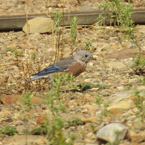 Western Bluebird - ML641635947