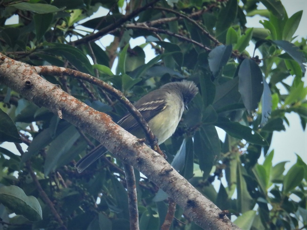 Yellow-bellied Elaenia - ML641635979