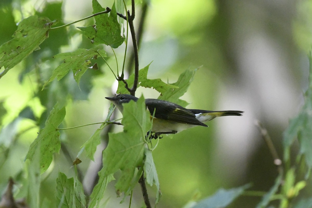 American Redstart - ML641635989