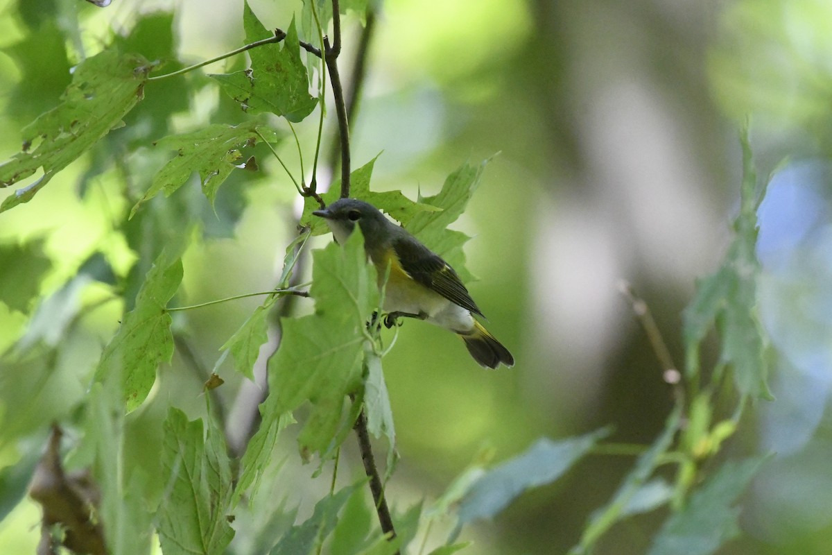 American Redstart - ML641635991
