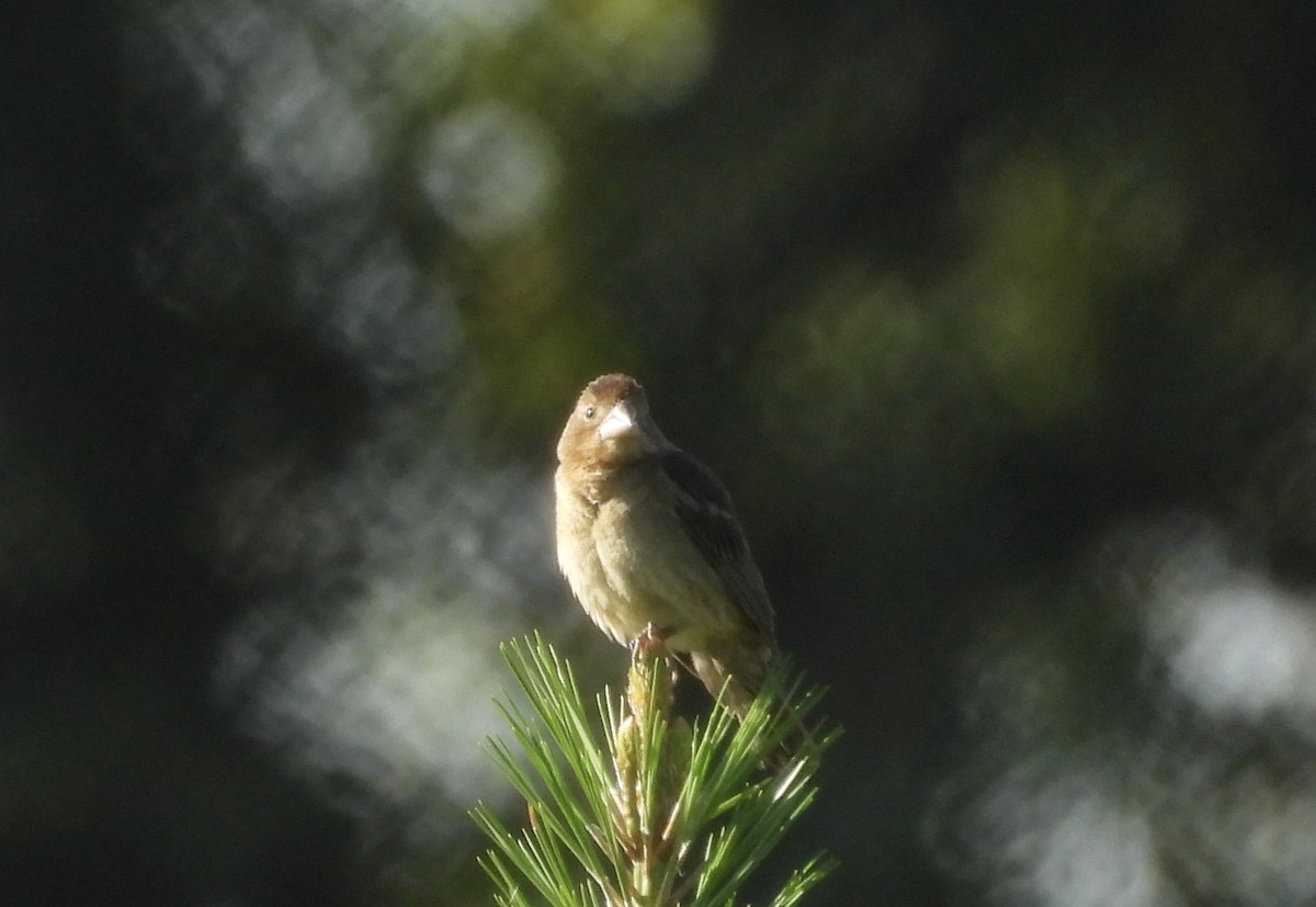 Blue Grosbeak - ML641636107