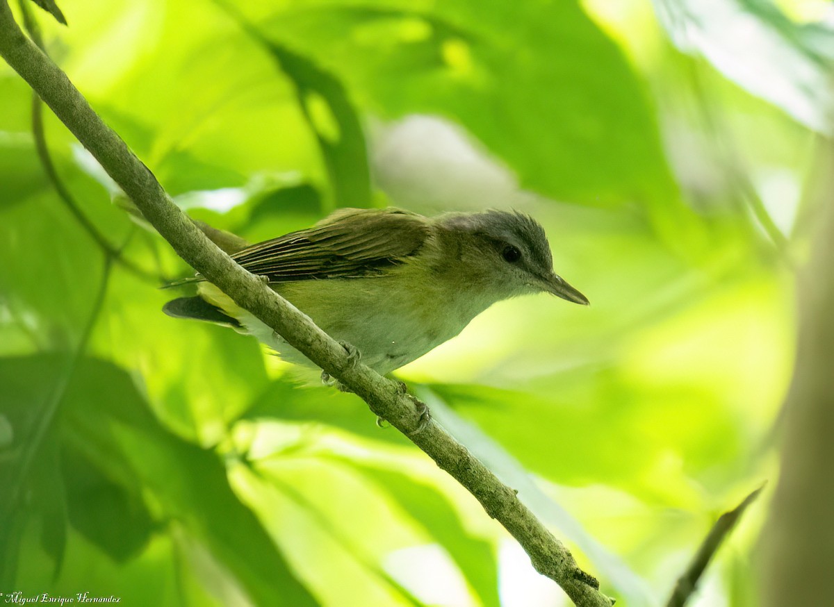 Yellow-green Vireo - ML641636118