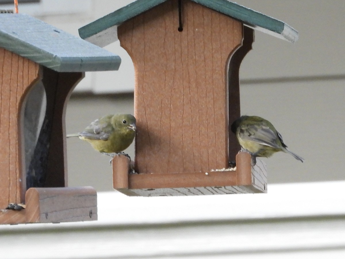Painted Bunting - ML641636157