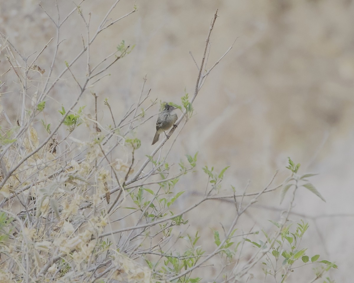 Tumbes Pewee - ML641636188