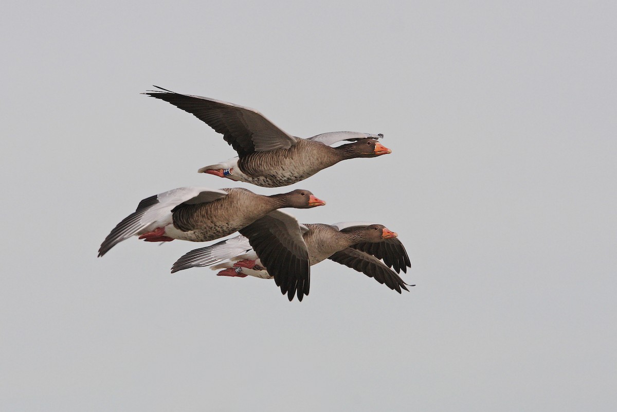 Graylag Goose (European) - ML64163621