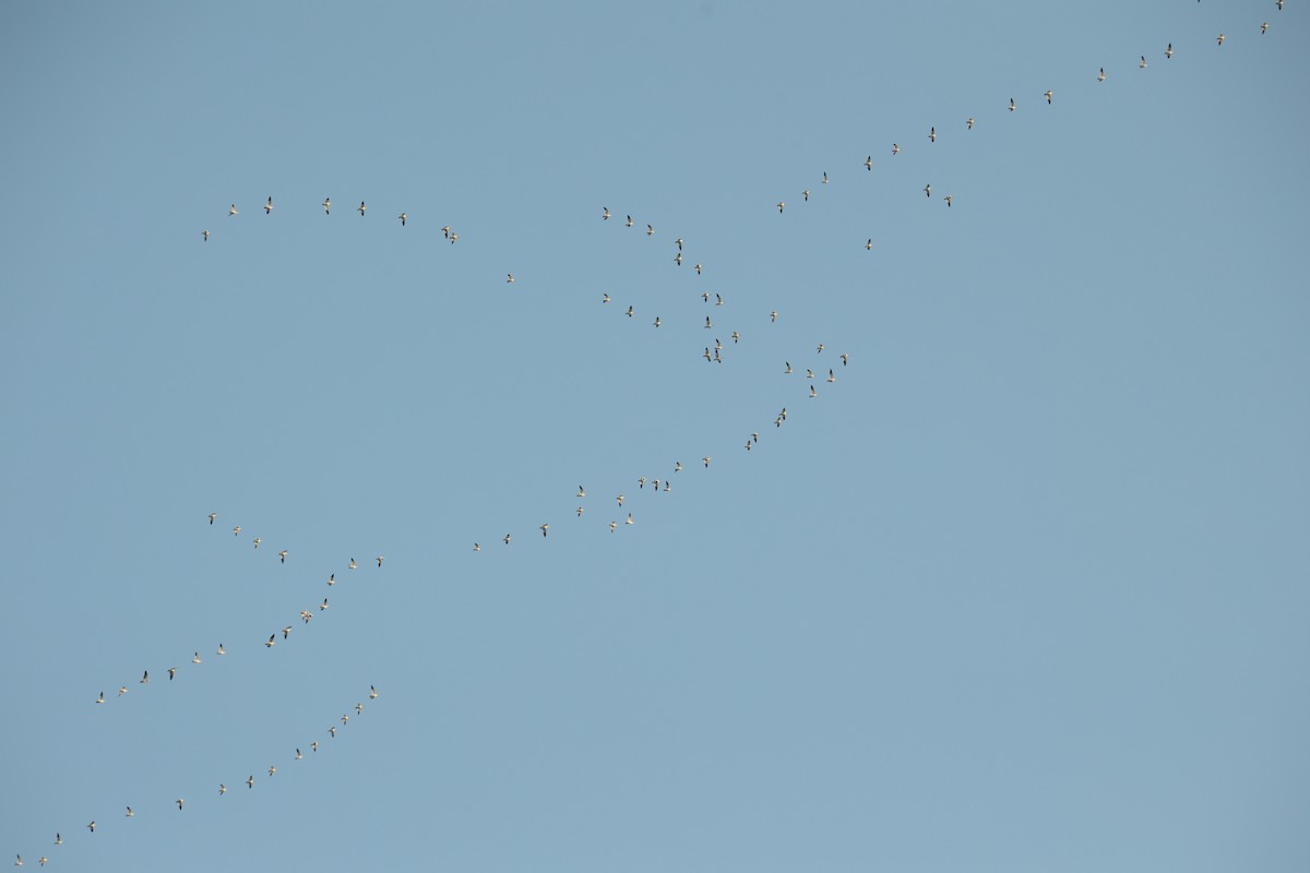 Snow Goose - ML641636223