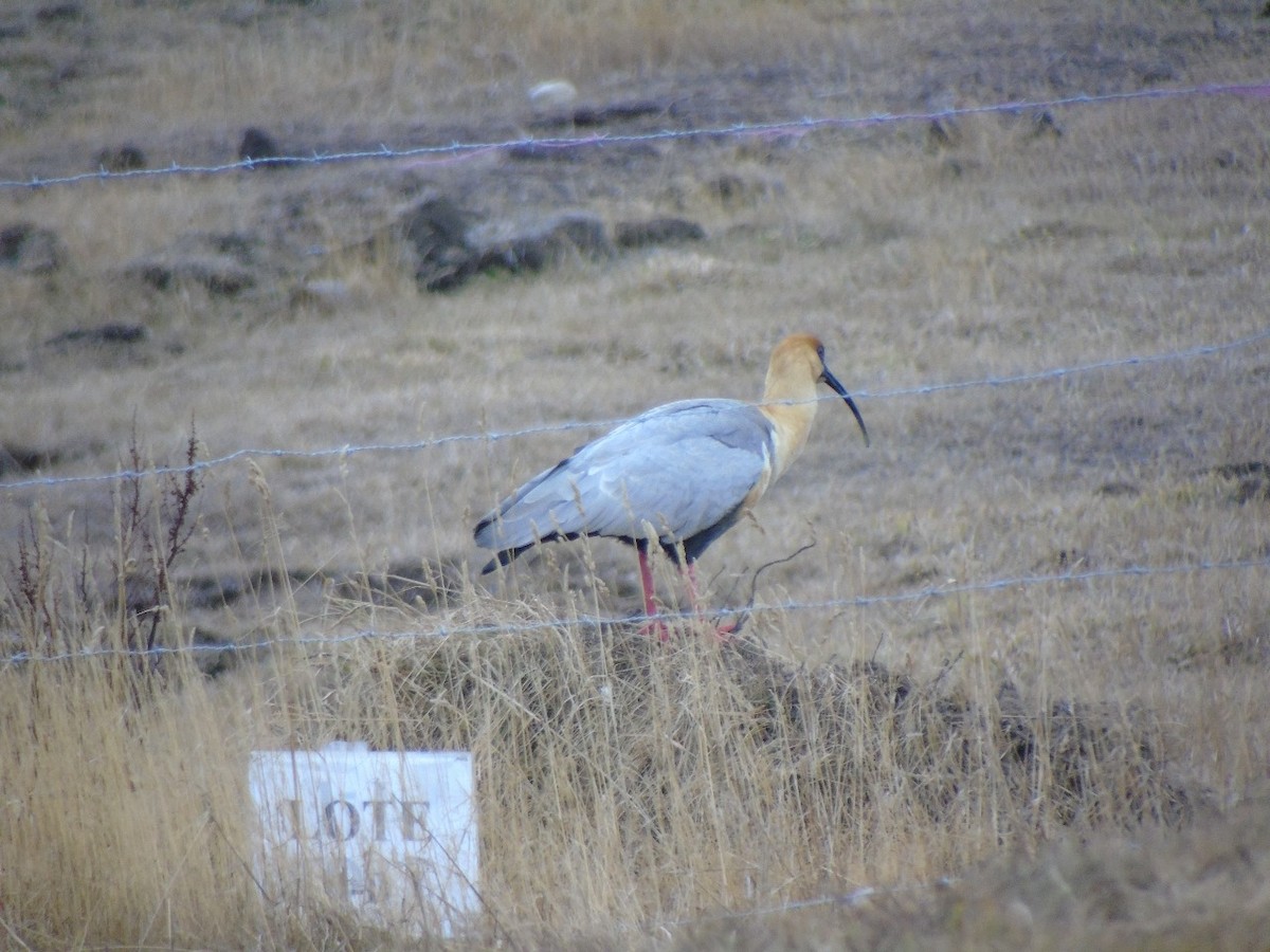 Bandurria Austral - ML641636236