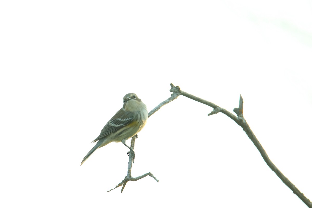 Yellow-rumped Warbler - ML641636254