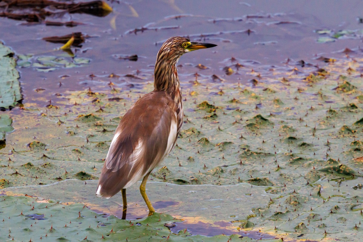 Chinese Pond-Heron - ML641636283
