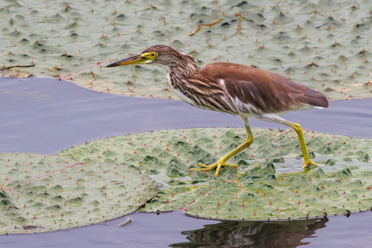 Chinese Pond-Heron - ML641636284