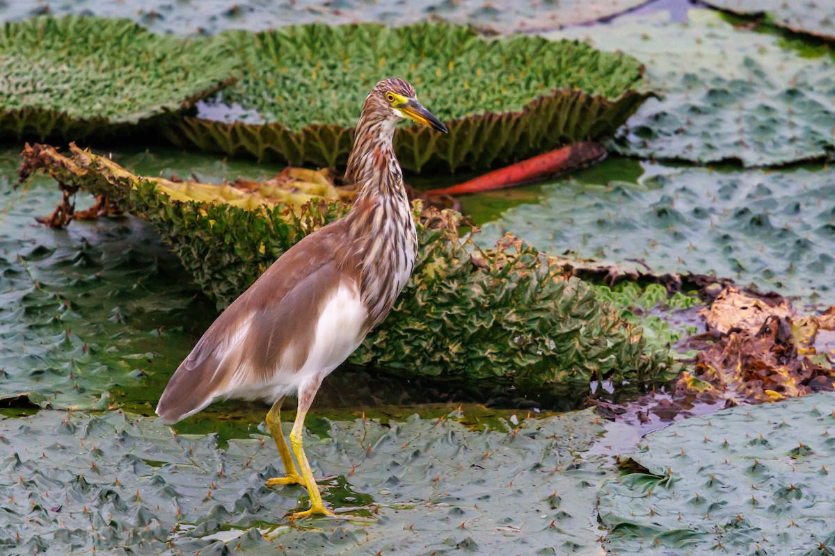 Chinese Pond-Heron - ML641636285