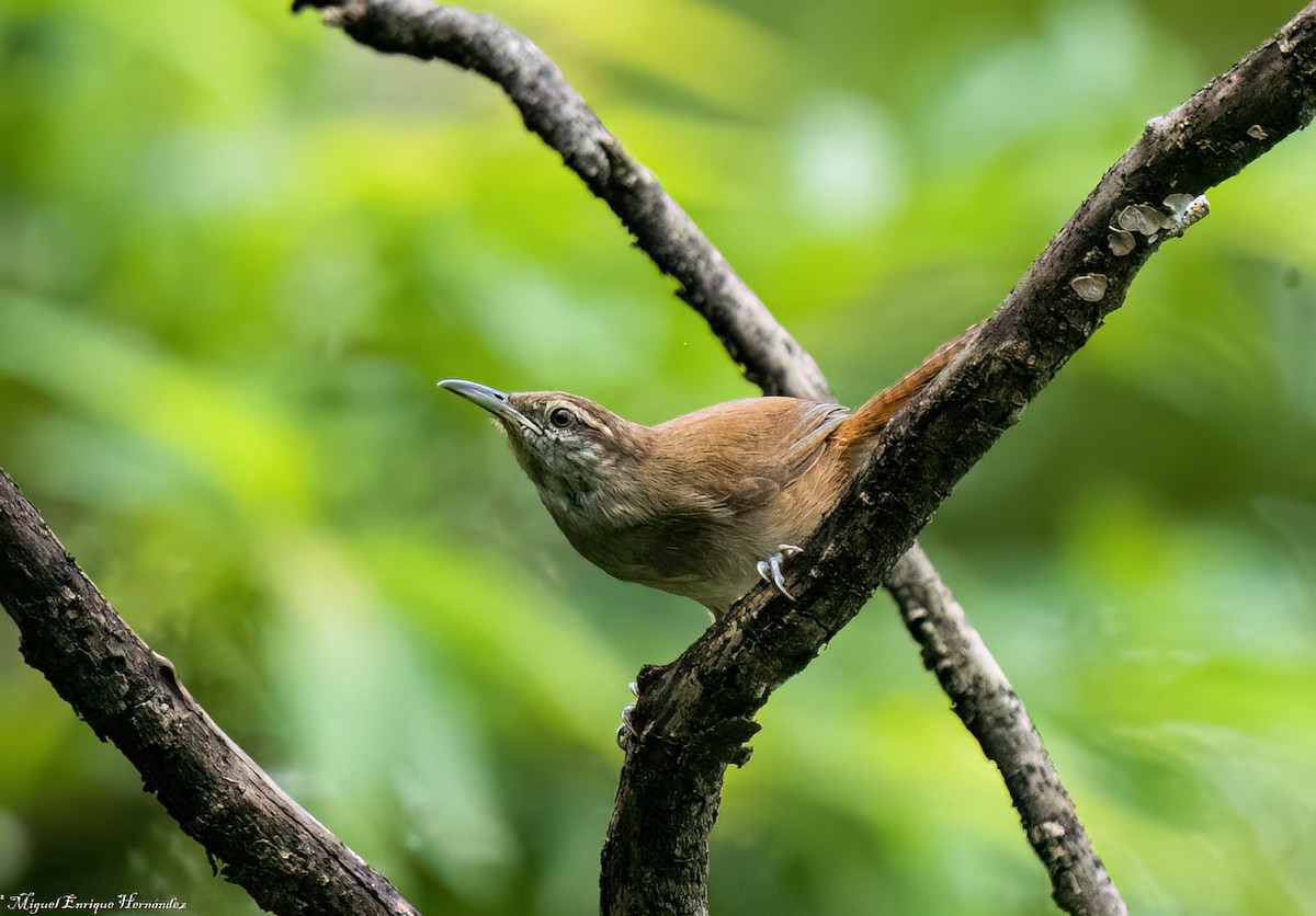 Cabanis's Wren - ML641636322