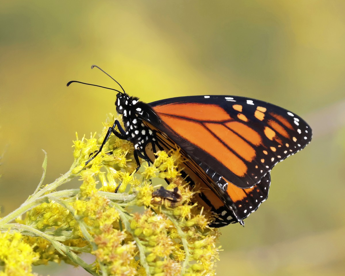 Animals - ML641636329