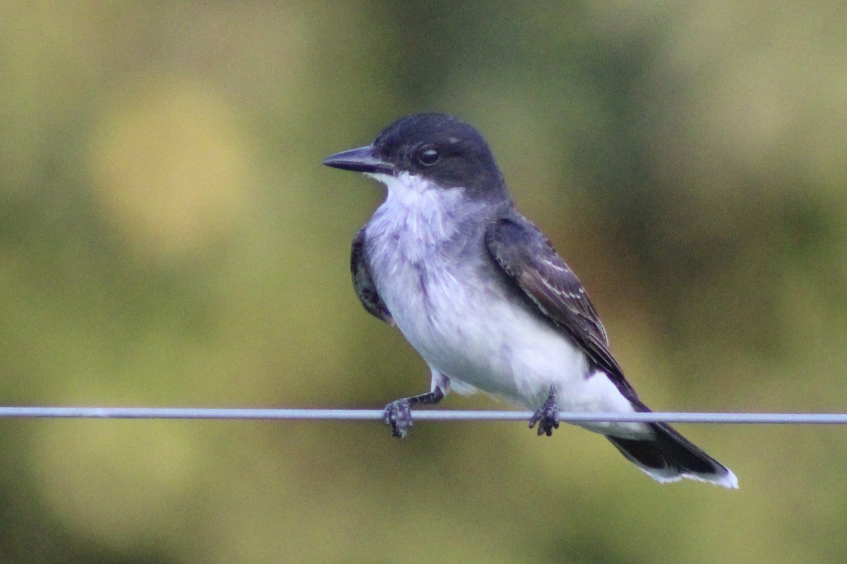 Eastern Kingbird - ML641636387