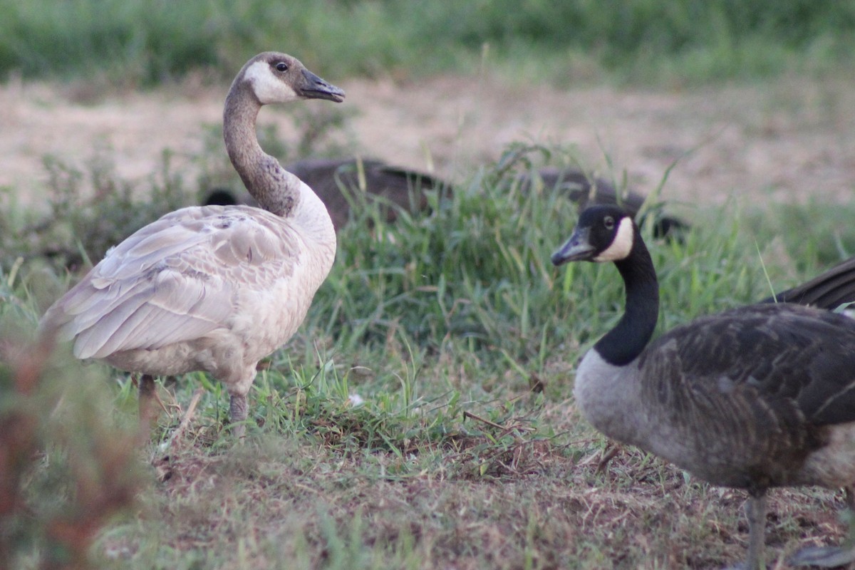 Canada Goose - ML641636418