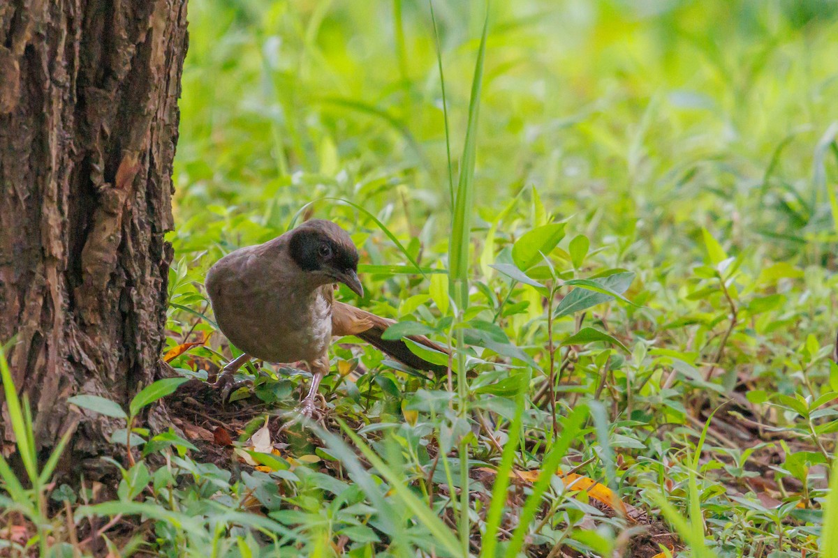Masked Laughingthrush - ML641636424