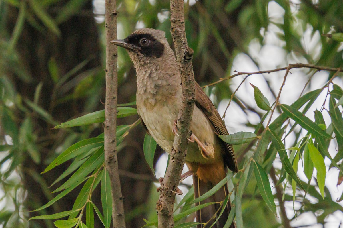Masked Laughingthrush - ML641636425