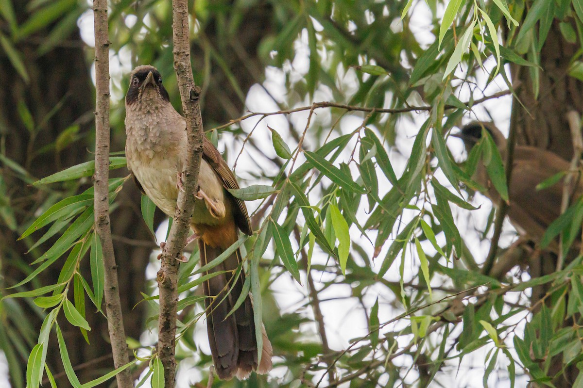 Masked Laughingthrush - ML641636426