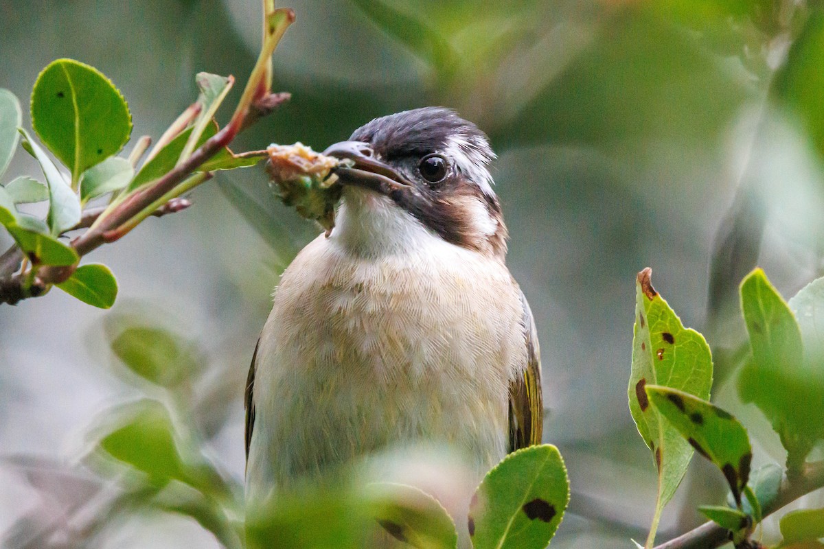 Light-vented Bulbul - ML641636445